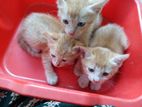 Cat for Kind Home