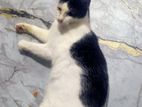 Cat for Kind Home