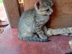 Cat for Kind Home