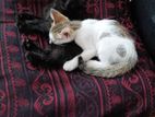 Cat for Kind Home
