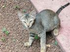cat for kind home