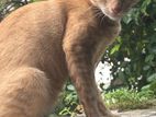 Cat for Kind Home