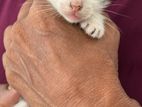 Cat for Kind Home