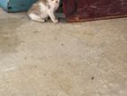 Cat for Kind Home