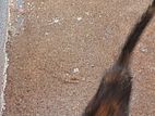 Cat for Kind Home