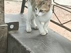 Cat for Kind Home