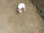 Cat for Kind Home