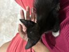 Cat for Kind Home