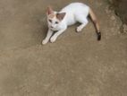 Cat for Kind Home