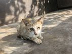 Cat for Kind Home