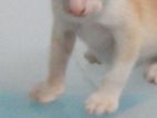 Cat for Kind Home