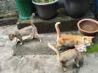 Cat for kind home
