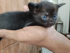 Cat For Kind Home