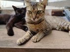 Cat For Kind Home