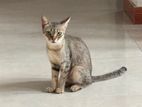 Cat For Kind Home