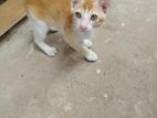 Cat for Kind Home