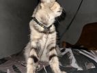 Cat for Kind Home