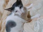 Cat For Kind Home