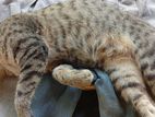 Cat for Kind Home