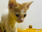 Cat for Kind Home
