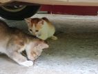 Cat For Kind Home