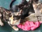 Cat for Kind Home