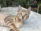 Cat for Kind home