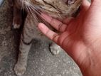 Cat for Kind Home