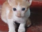 Kitten for Kind Home