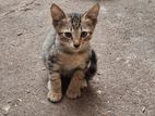 Cat for Kind Home