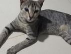 Cat for Kind Home