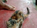 Cat for Kind Home