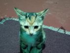 Cat for Kind Home