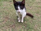 Cat for Kind Home