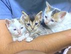 Cat for Kind Home