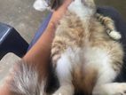 Cat for Kind Home
