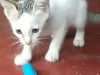 Kittens For Kind Home