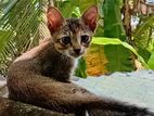 Cat for Kind Home