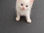 Cat for Kind Home ( Persian)
