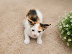 Kitten For Kind Home