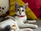 Cat for Kind Home