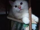 Persian Cat