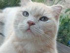 Cat for Kind Home