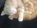 Ginger Persian Cat