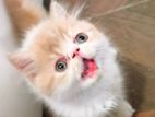 Persian Kitten