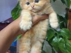 Ginger Persian Kitten