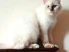 Himalayan Cat