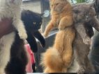 Persian Cats