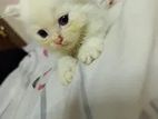 Persian Cat