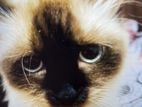 Himalayan Cat